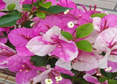 三角梅叶子太多不开花怎么办 不开花只长叶子越长越高