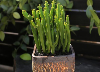 光棍树用大盆还是小盆 光棍树适合大盆还是小盆