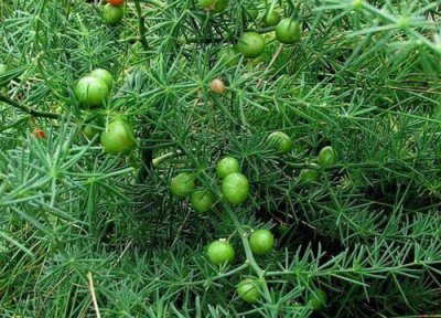 天门冬的功效与作用 天门冬的食用方法与禁忌