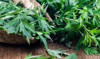 艾叶止痒要煮多久 艾叶止痒需要煮多长时间