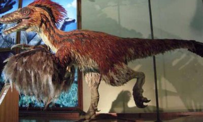 恐龙分类及图片名称 恐龙的种类名称及样大图解