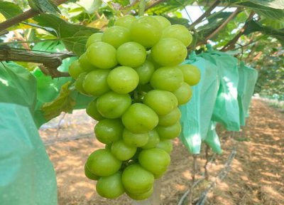 葡萄补钙最佳时间 给葡萄补钙季节什么钙肥最好