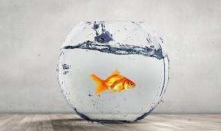 玄关门摆放什么物件好看 玄关门摆放哪些物件好看