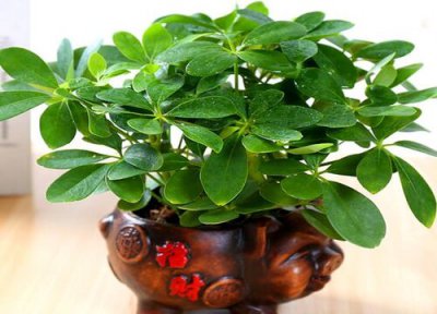 鸭掌木根枯萎怎么办 鸭掌木怎么养护管理避免烂根死亡