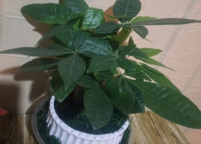 发财树总是养不好怎么办 如何养避免烂根茎杆黑腐现象