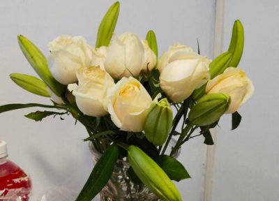 玫瑰花品种 玫瑰花哪个品种好