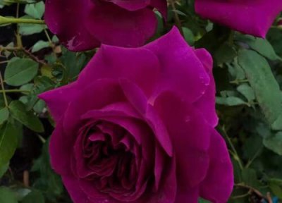 蔷薇和玫瑰区别 蔷薇和玫瑰的区别