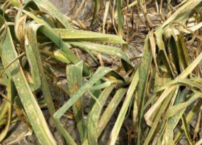 大蒜种植中常见病害 大蒜病虫害防治技术与方法措施