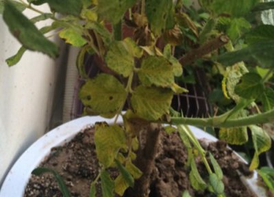 玫瑰花种植中常见病害 玫瑰花病虫害防治方法与技术