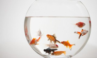 梦见鱼什么意思 梦见鱼的预兆