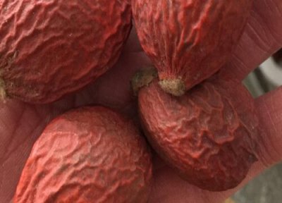 铁树种子怎么培育 铁树种子怎么种植方法