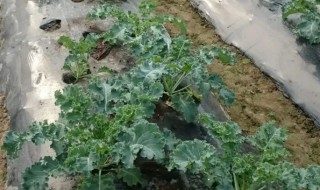 橄榄菜在家种植方法 橄榄菜在家怎么种植方法