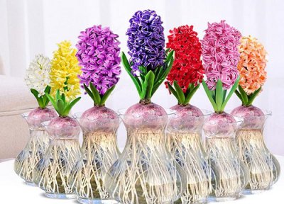 风信子所有颜色的花语 黑色风信子的花语是什么?