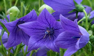 桔梗的功效有哪些 桔梗的功效介绍