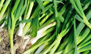 青蒜苗能生吃吗 青蒜苗不煮生吃行吗