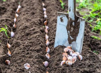大蒜种植用什么肥料能使大蒜长的大高产 种大蒜最佳肥料