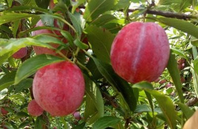 李子树几月份拉枝比较好 十一月份拉枝最佳角度是多少