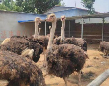 农村养鸵鸟赚钱吗 现在鸵鸟养殖成本利润及前景分析