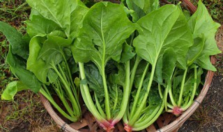 吃菠菜好处 吃菠菜有啥功效与作用