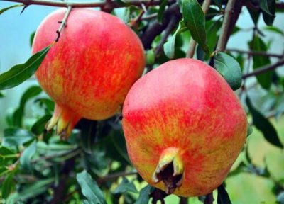 石榴和番石榴的区别图片 有什么区别