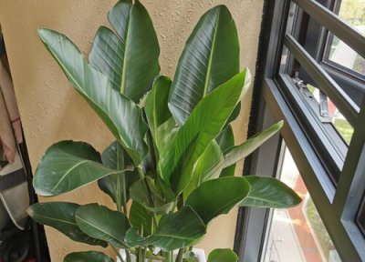 鹤望兰叶子太大太散怎么办 鹤望兰叶片内卷缺水了怎么办