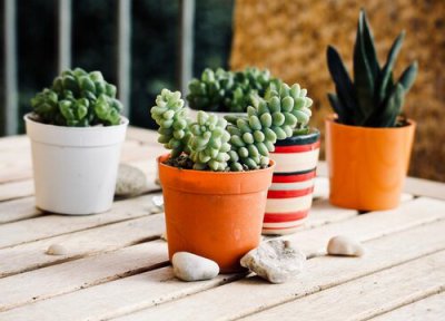 多肉用什么上色 秋季多肉如何分类管理更容易上色