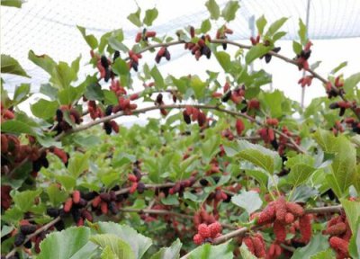 桑葚开花是什么样子 在几月份开花结果