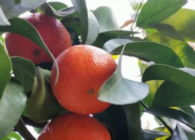 沙糖桔什么时候修剪枝头 十一月沙糖桔需要剪枝吗