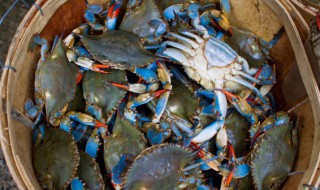 梭子蟹一天保鲜办法 梭子蟹一天如何保鲜