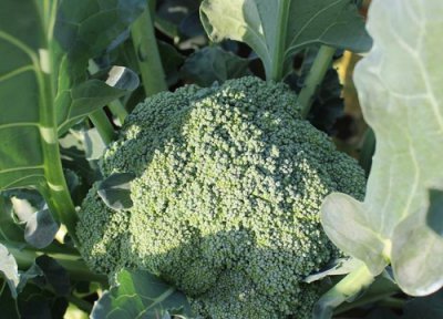 花菜类蔬菜有哪些种类 花椰菜和西蓝花