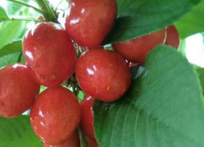 车厘子是热带水果吗 车厘子属于热带水果吗