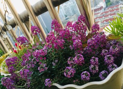 香雪球什么时候开花 花期有多长时间