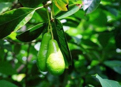 牛油果炭疽病发病原因 牛油果炭疽病的发病原因与治疗方法