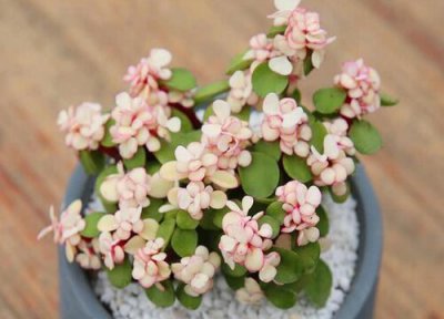 雅乐之舞多肉养殖 雅乐之舞多肉怎么养