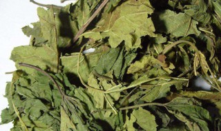 吃桑叶有什么好处 吃桑叶对身体有什么功效与作用