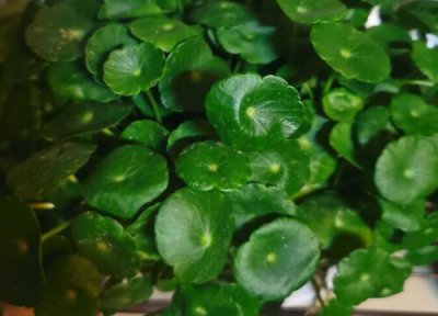 铜钱草怎么养比较茂盛 铜钱草怎么种植长势比较旺