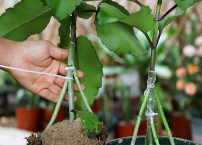 落地生根嫁接长寿花的方法 落地生根嫁接长寿花的好处