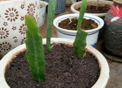 昙花是否怕冻 昙花冬天怎么养护