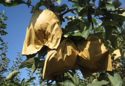 水果套袋起什么作用 水果在树上需要套网套的好处