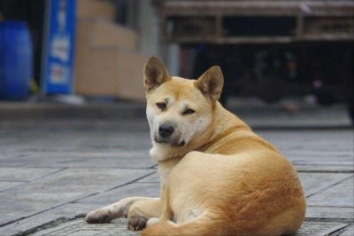 千万不要养土狗的原因 为什么不建议养中华田园犬