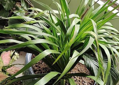 龙须兰开花吗 开什么样的花 图片