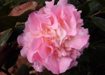 四季香妃茶花一年开几次花 开花花期多少天