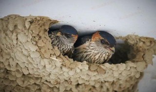 燕子筑巢位置有什么讲究 燕子的筑巢位置有什么风水讲究