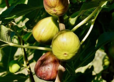 无花果哪个品种最好吃果实大 口感最好的无花果品种