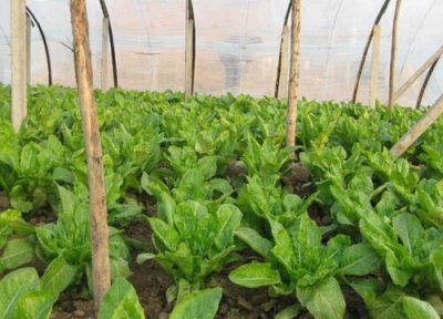 四季莴笋生长习性 四季莴笋种植时间和方法