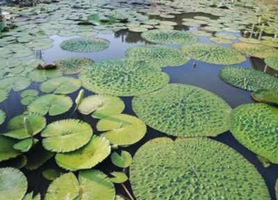 鸡头米去壳方法 鸡头米怎么去壳