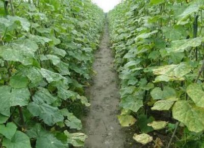 大棚种植黄瓜肥害怎么防治 黄瓜肥料的施用方法与误区