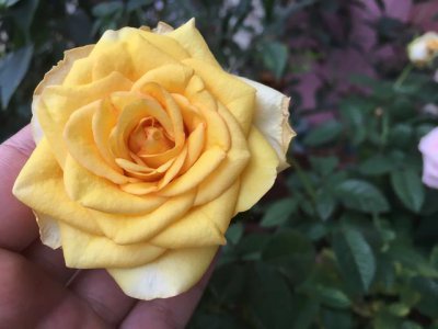 月季花怎样种植才能开花多 如何让盆栽月季开更多的花