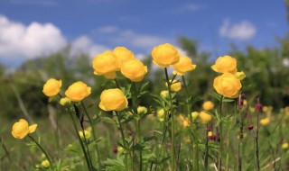 金莲花的功效与禁忌 金莲花有哪些功效以及紧急