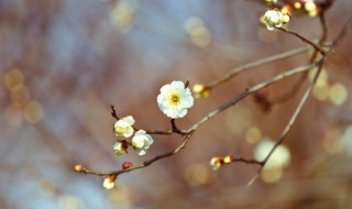 为什么说躲春 为什么有躲春这种说法